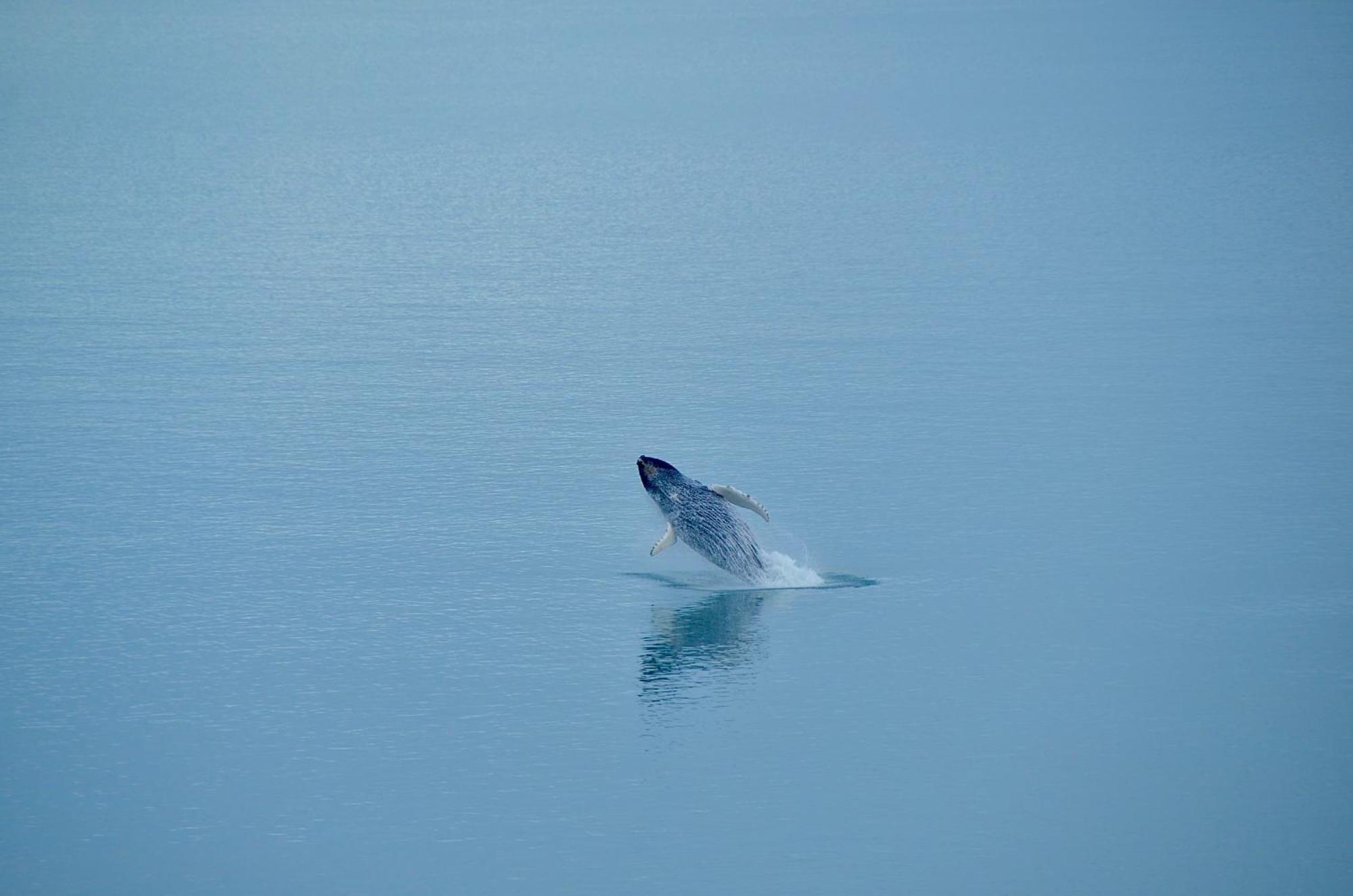 Grand Seaview Vacation House, Ilulissat Villa Bagian luar foto